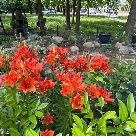 за гости малчика * Plovdiv