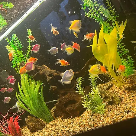 Hotel за гости малчика Plovdiv