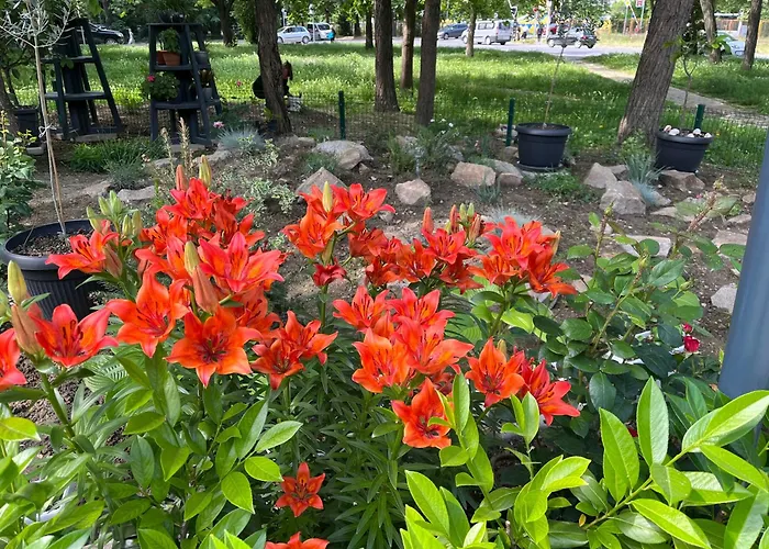 за гости малчика * 普罗夫迪夫