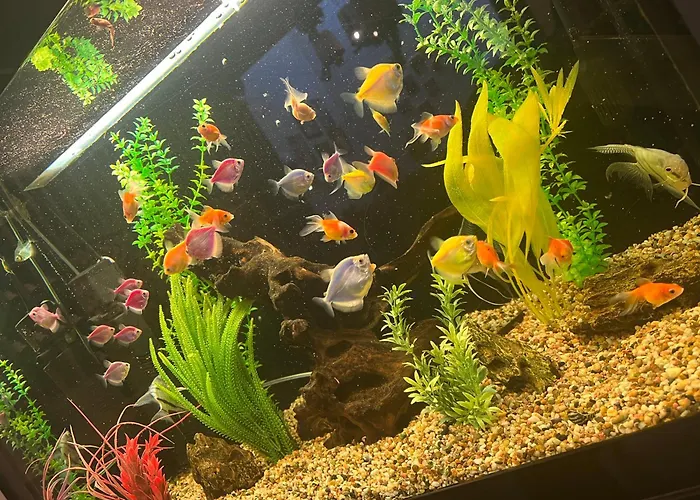 酒店 за гости малчика 普罗夫迪夫